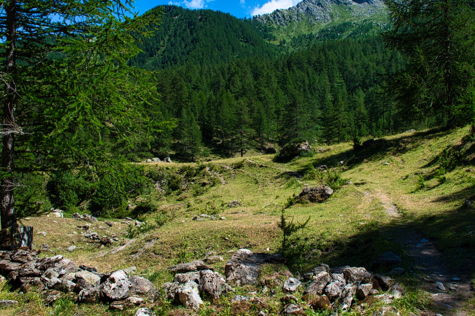 Radura verde con un muretto di pietre, circondata da un bosco di conifere sotto il cielo azzurro