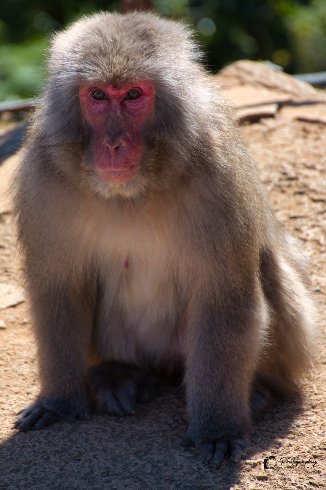 Macaco giapponese dal muso rosso seduto su un terreno sassoso, con il pelo folto e grigio
