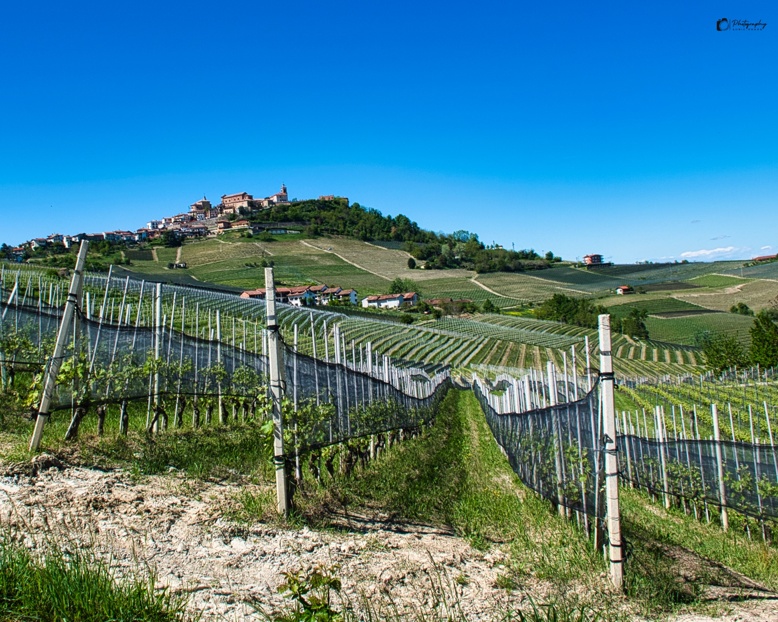 Filari di vigna giovane sotto un cielo azzurro, con un paese sulla cima di una collina sullo sfondo